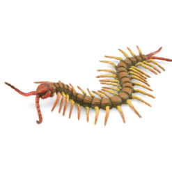 Collecta centipade