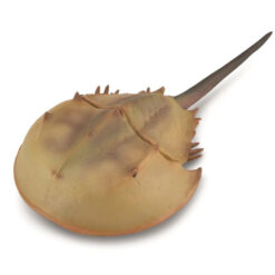 Collecta Degenkrab