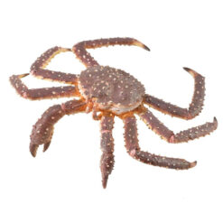 Collecta King Crab