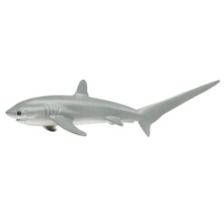 safari thresher shark