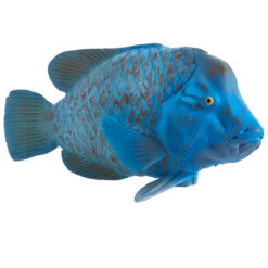 Mojo Blue Grouper