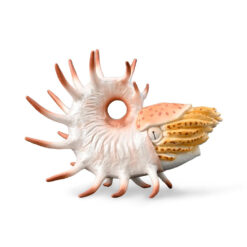Collecta Cooperoceras