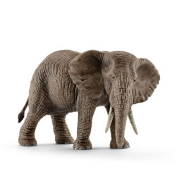 Afrikaanse Olifant vrouw