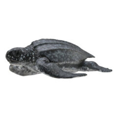 Collecta Lederschildpad