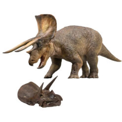 Doyle the Triceratops 1:35