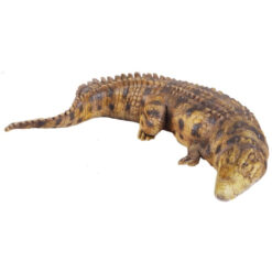 Naeem the Nile Crocodile