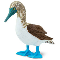 Safari Blauwvoet gent