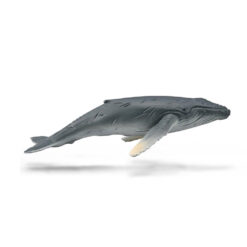 Collecta Humpback whale calf