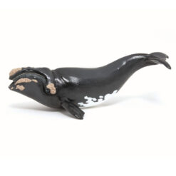 Papo right whale
