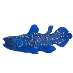 Mojo 381050 Coelacanth